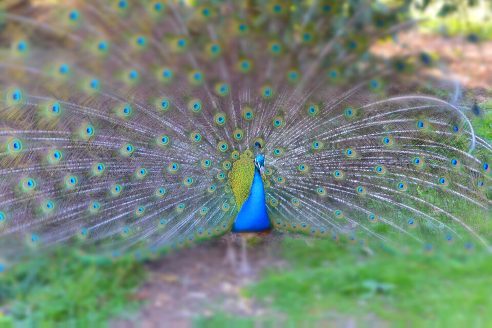 Nature feathers wheel