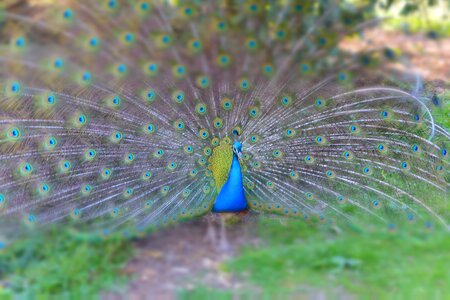 Nature feathers wheel