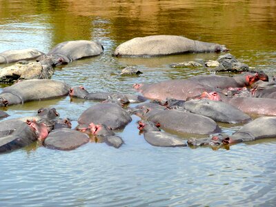 River animal nature