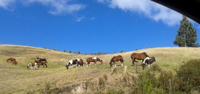 Landscape nature horses photo