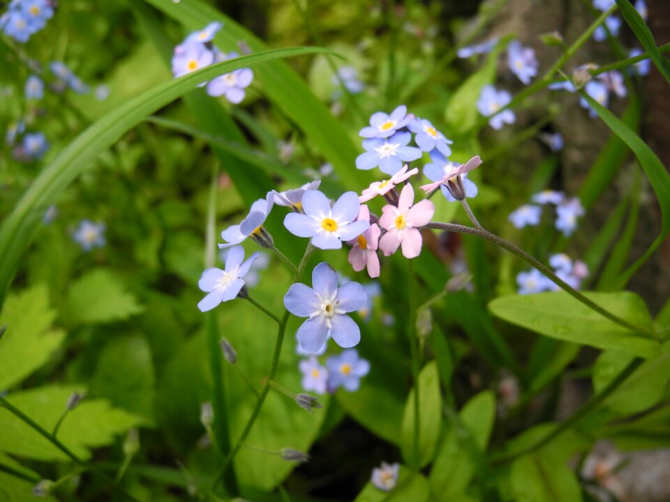 Tenderness blue spring