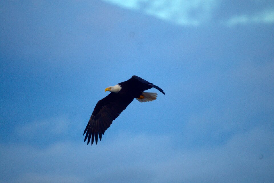 Bird predator