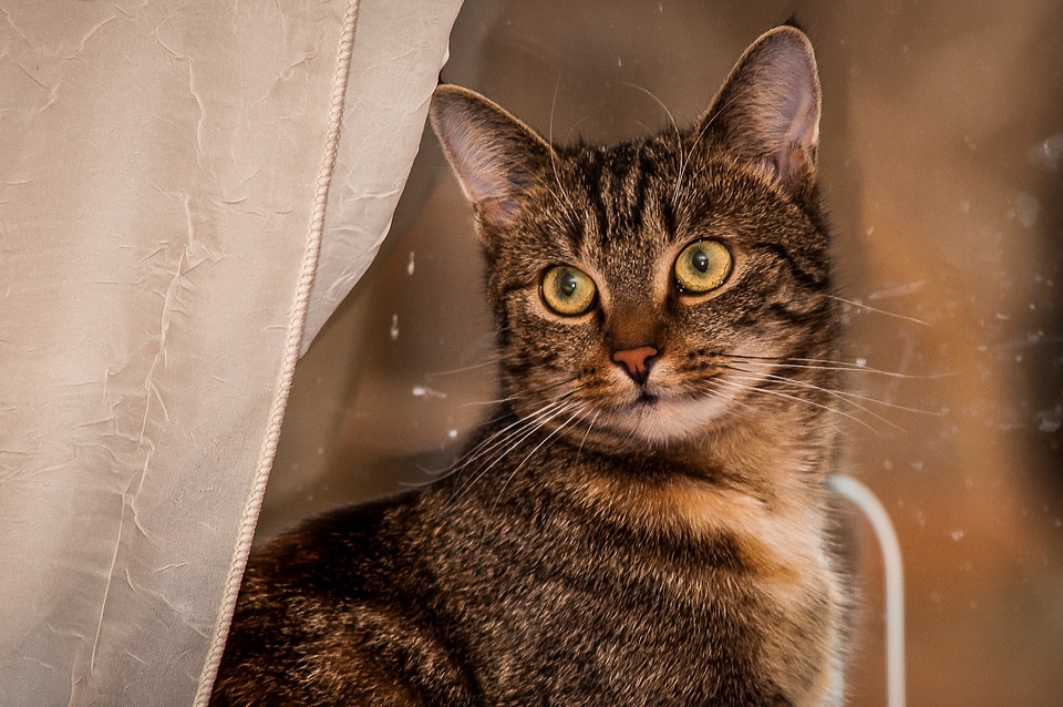 Curious mieze cat face
