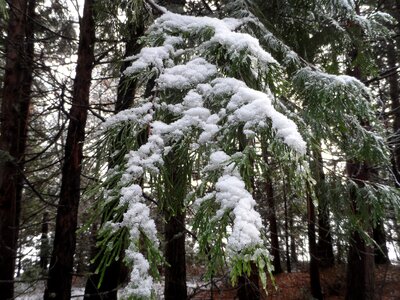 Winter tree cold photo
