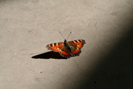 Insect animal peacock butterfly