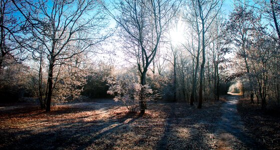 Forest outdoor january