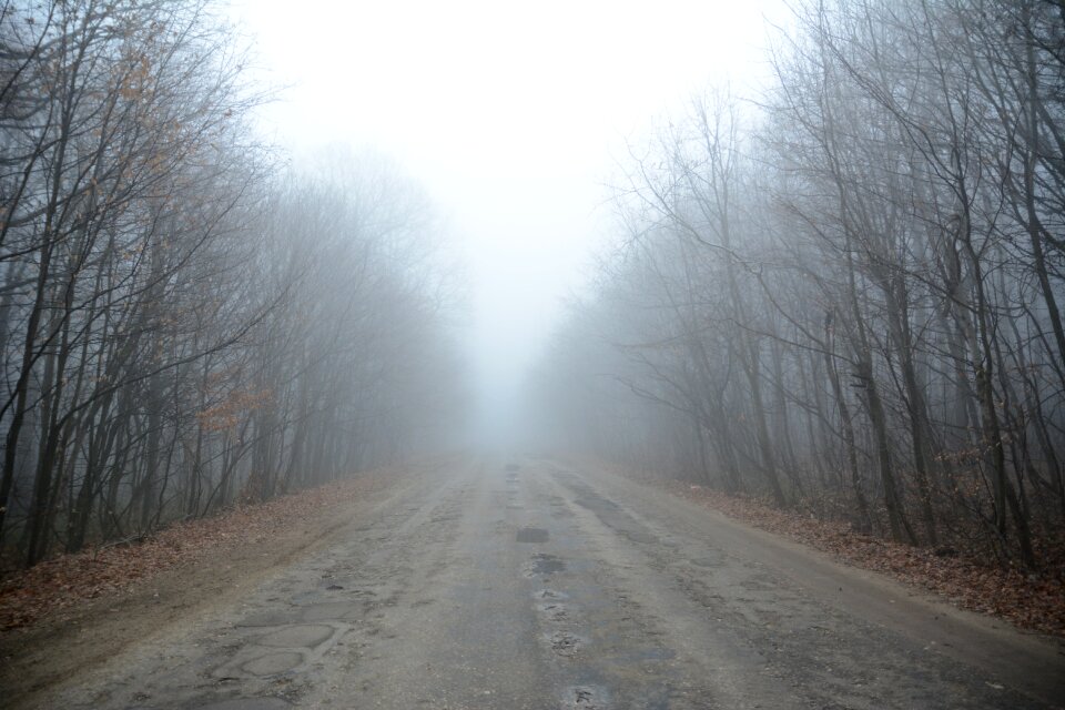 Trees nature fog