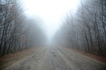 Trees nature fog photo