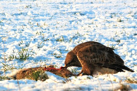 Raptor animal winter