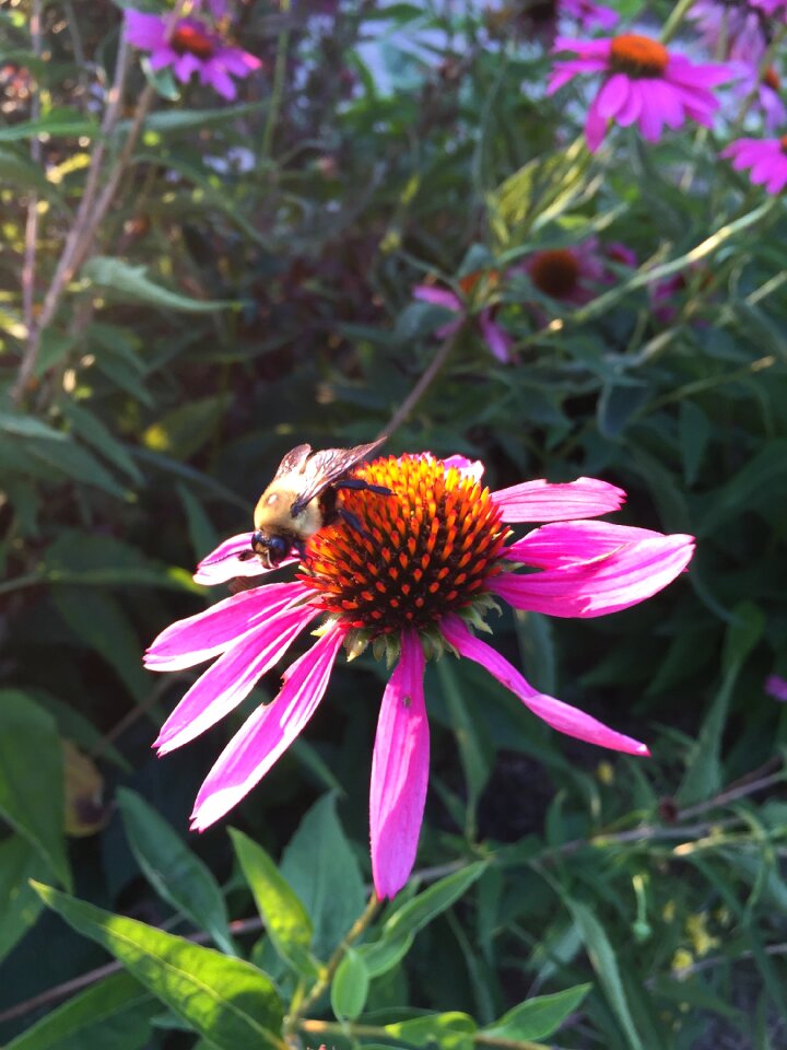 Natural bee bumblebee