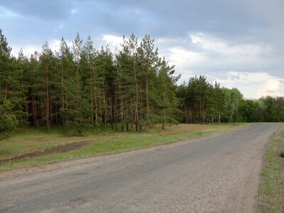 Road pine track