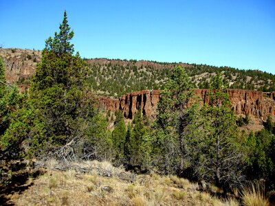 Forest outdoor scenic photo