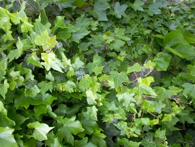 Green vine leaves photo