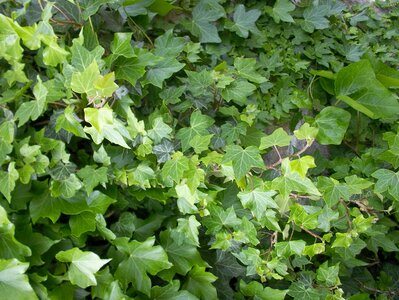 Green vine leaves
