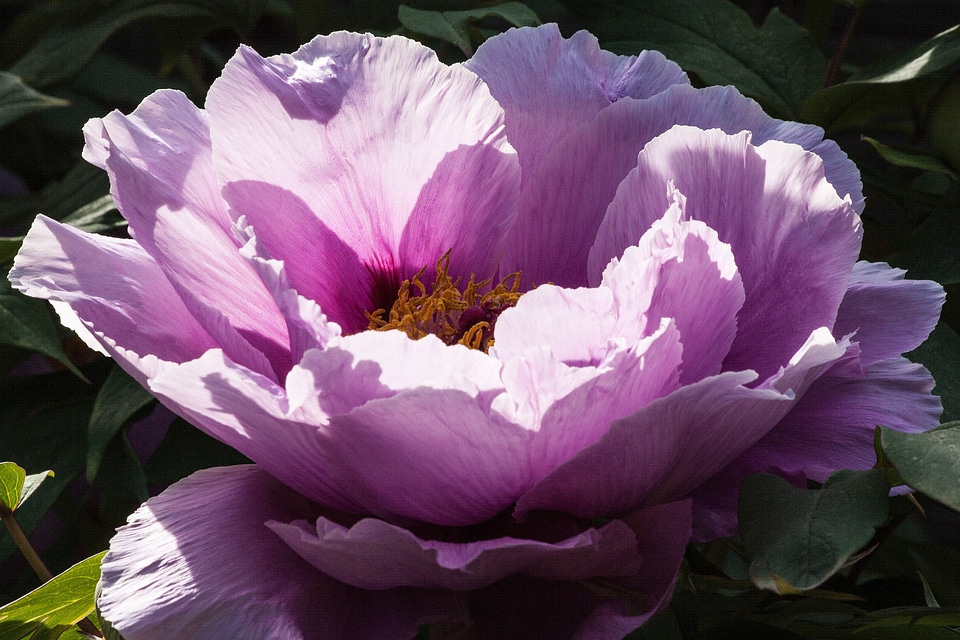 Flora spring blossom