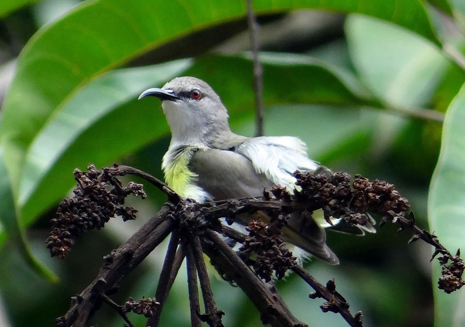 Female endemic bird