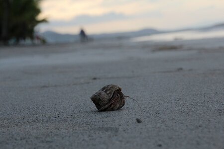 Beach ocean coast photo