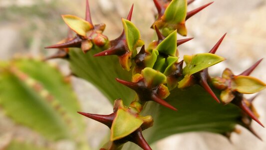 Spina cactus skewers