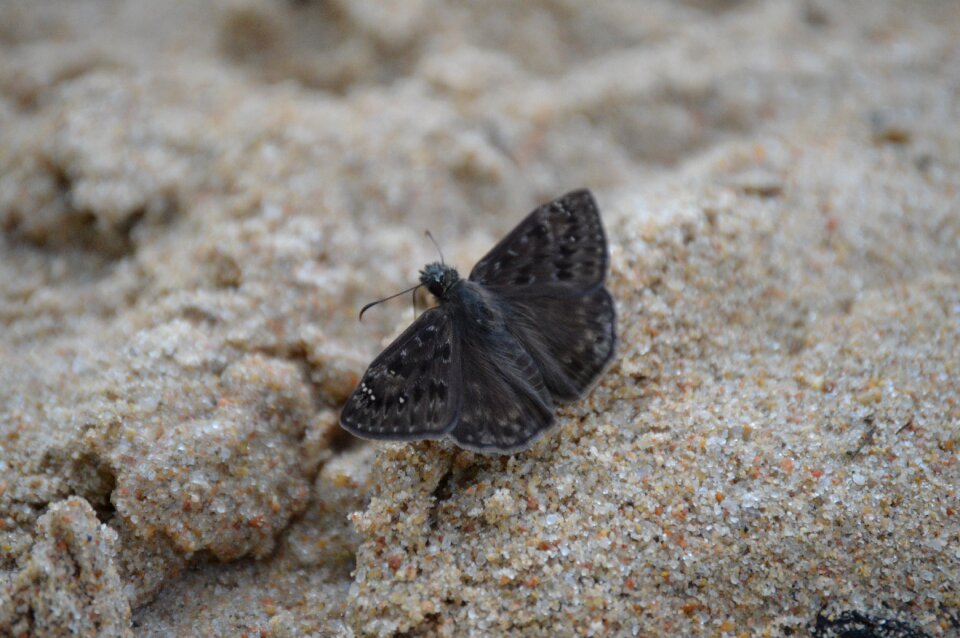 Butterfly summer wildlife
