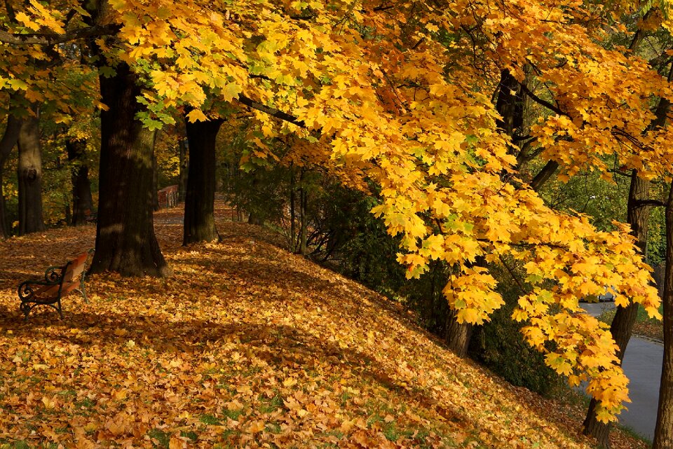 Gold yellow leaves alley