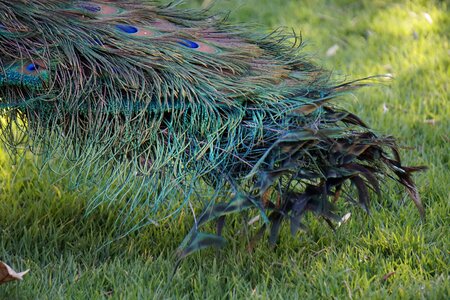 Bird park peafowl photo