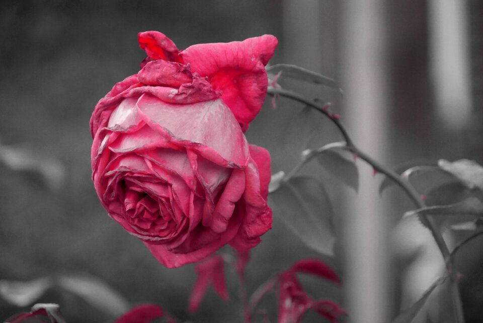 Macro rose bloom monochrome