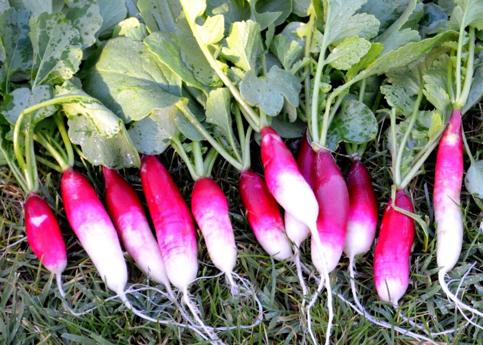 Natural healthy vegetable
