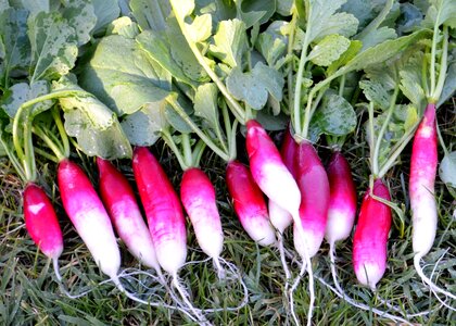 Natural healthy vegetable