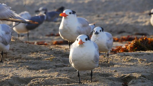 Beach sea seagulls