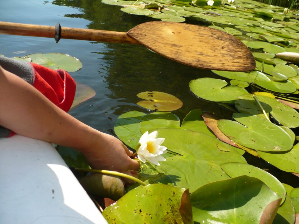 Kayak water lily nature