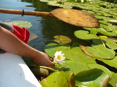 Kayak water lily nature