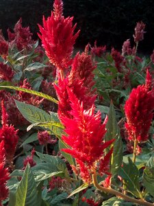 Flowers red bush
