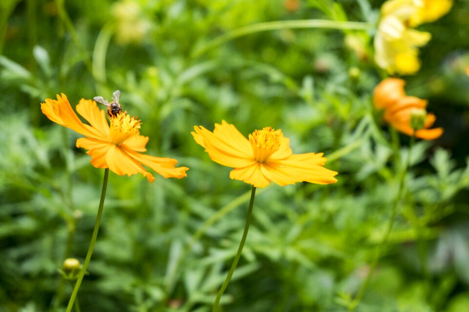 Bee flowers good weather