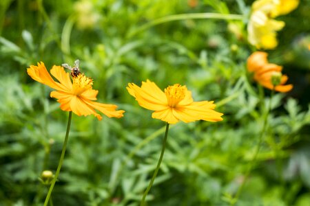 Bee flowers good weather