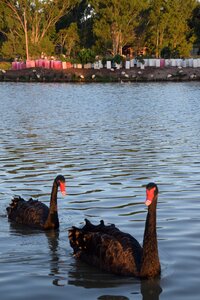 Water wild pond photo