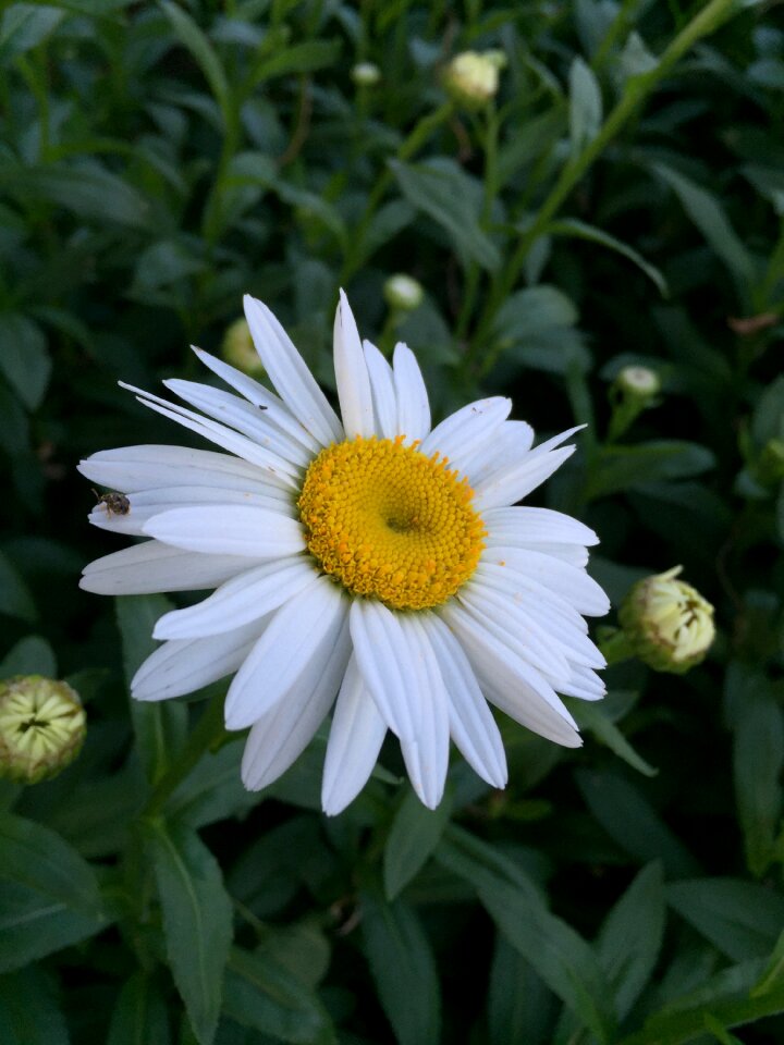 Nature spring summer