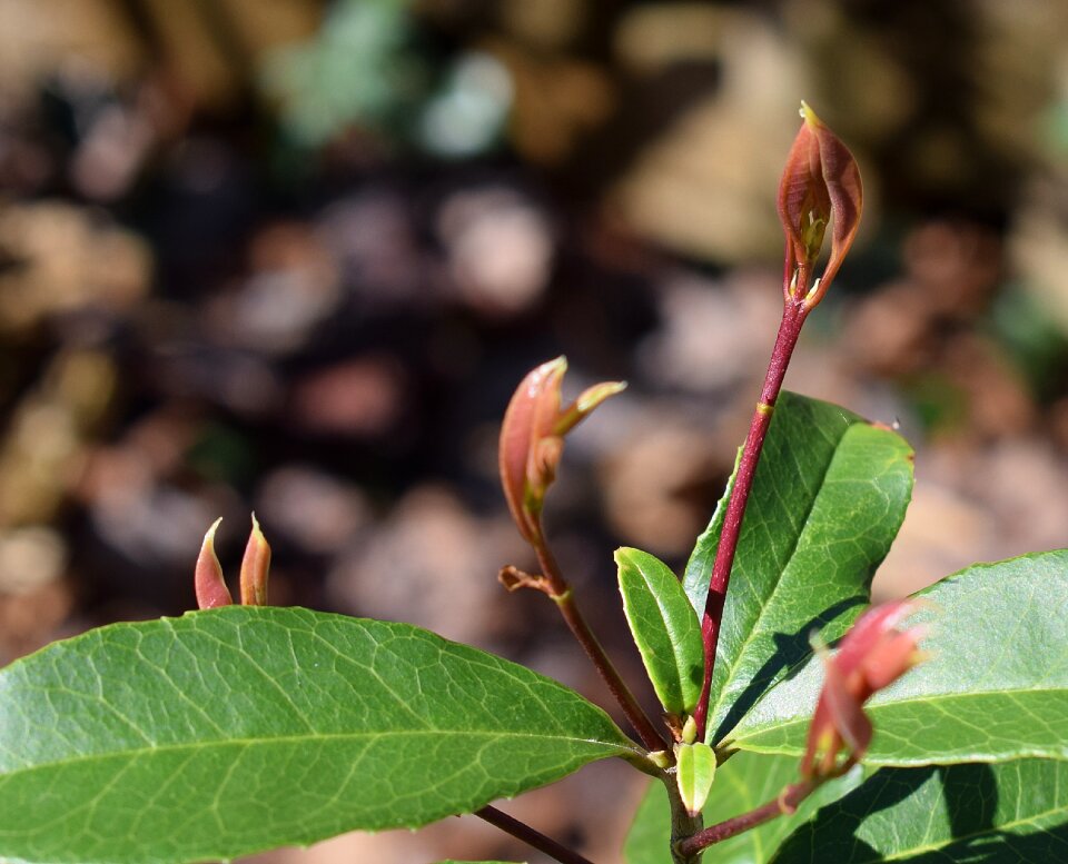 Foliage shrub garden
