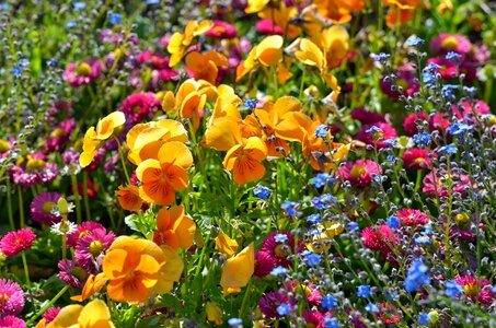 Wild flowers yellow colorful photo