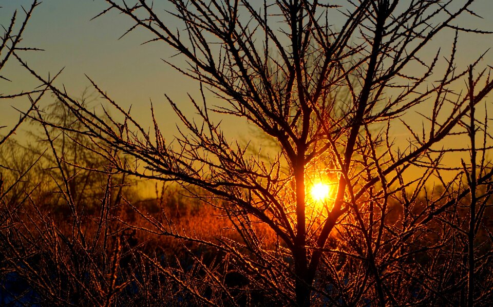 Sunrise tree branches
