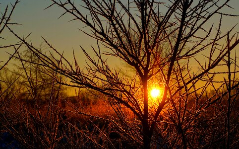 Sunrise tree branches