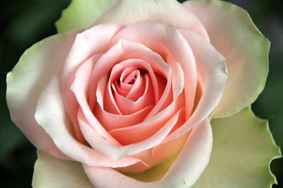 Plant rose pink