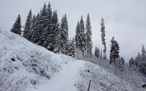 Snow fir trees beauty photo