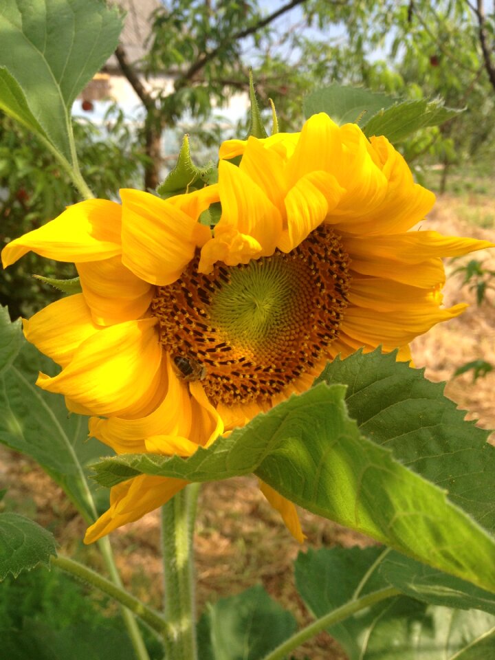 Plant nature summer