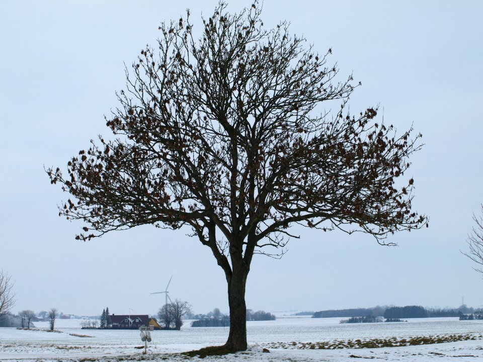 Snow outdoor december