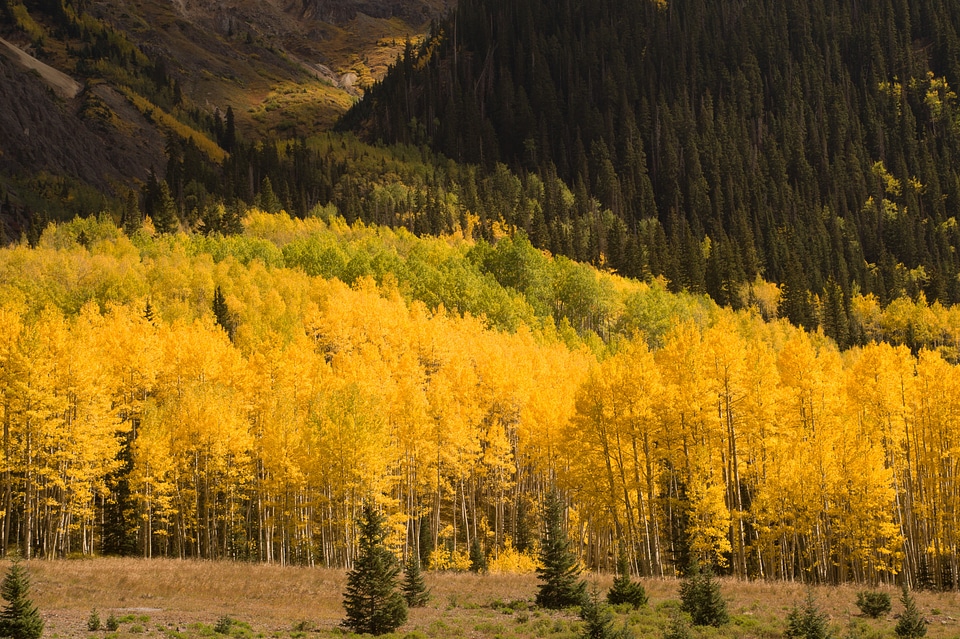 Tree nature fall