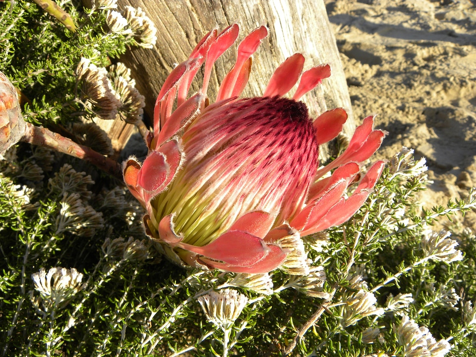 Protea cynaroides honeypot king sugar bush