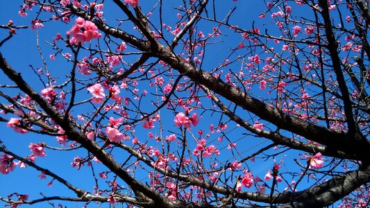 Sakura spring twigs