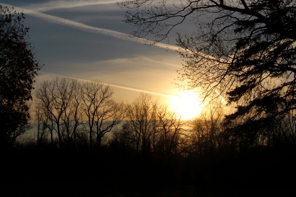Tree landscape nature