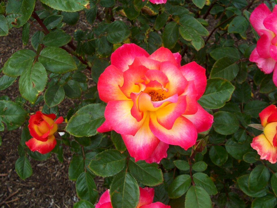 Garden green fire