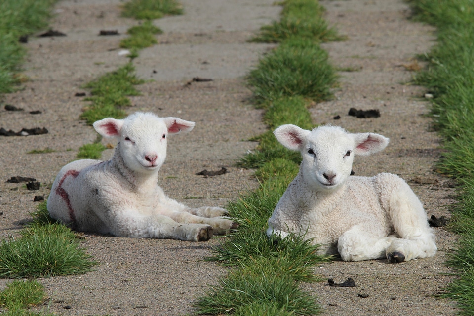 Dike sheep cute animals